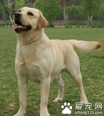 如何训练拉布拉多犬 在吃饭前进行训练