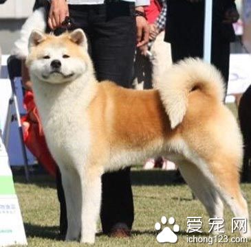 柴犬怎么选  尾巴粗壮而有力