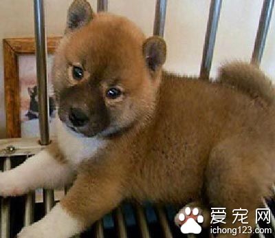 柴犬怎样训练 先了解柴犬的排泄习惯