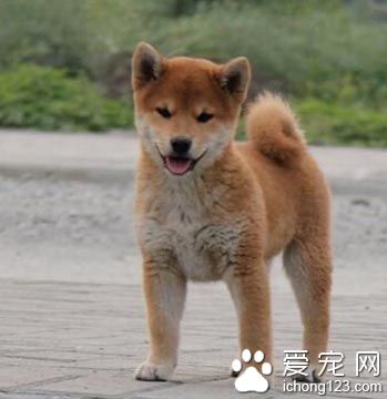 柴犬怎么养 该犬的保养方法各式各样