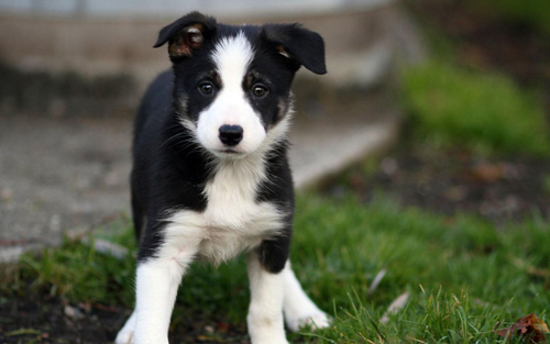 边境牧羊犬幼犬价格 边境牧羊犬好养吗