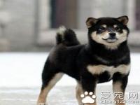 柴犬吃什么 吃剩的食物一定要拿走