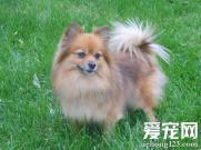 博美犬怎么样 性格上了解适合家养吗