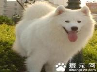 怎样训练萨摩耶犬 训练萨摩耶5大要素