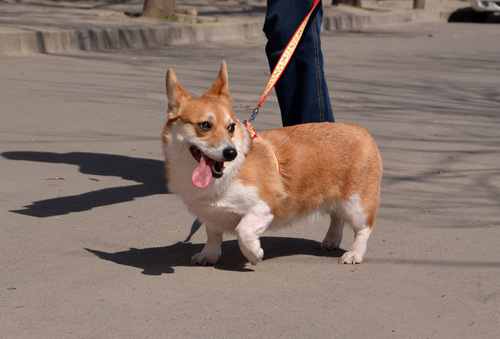 如何挑选柯基犬 狗狗是否基本符合标准