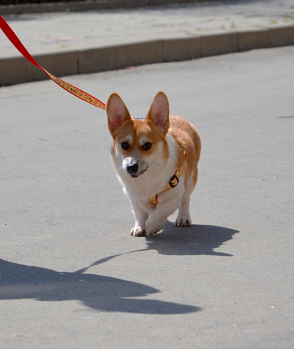 柯基犬有尾巴吗 有尾巴会很麻烦