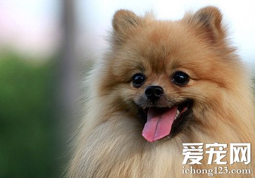 博美犬好还是泰迪犬好 性格上去分析